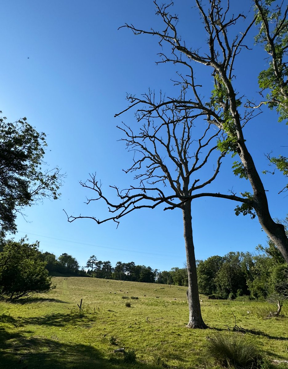 APCAFC's tweet image. Just before Etchinghill I rejoined two of my old friends the #NorthDownsWay &amp;amp; #SaxonShoreWay

SIDE PROJECT
#ElhamValleyWay

#GoingAroundtheUKCoastAgain 
Day 148