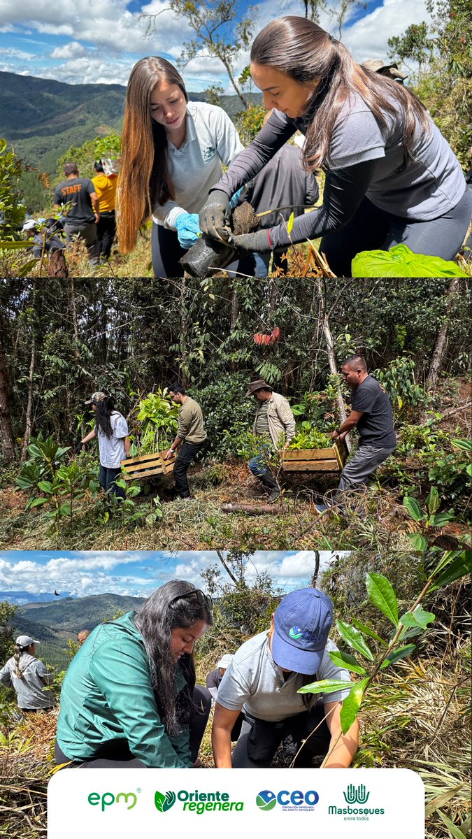 🌳 ¡Celebramos el #DíaInternacionaldelÁrbol sembrando vida!
En el marco de la alianza Oriente Regenera entre la <a href="/CEOCorporacion/">Corporación Empresarial del Oriente Antioqueño</a> y Masbosques, 17 empresas se unieron en una jornada de siembra voluntaria en El Retiro,Antioquia.

🌱Gracias a cada empresa y persona que se sumó.