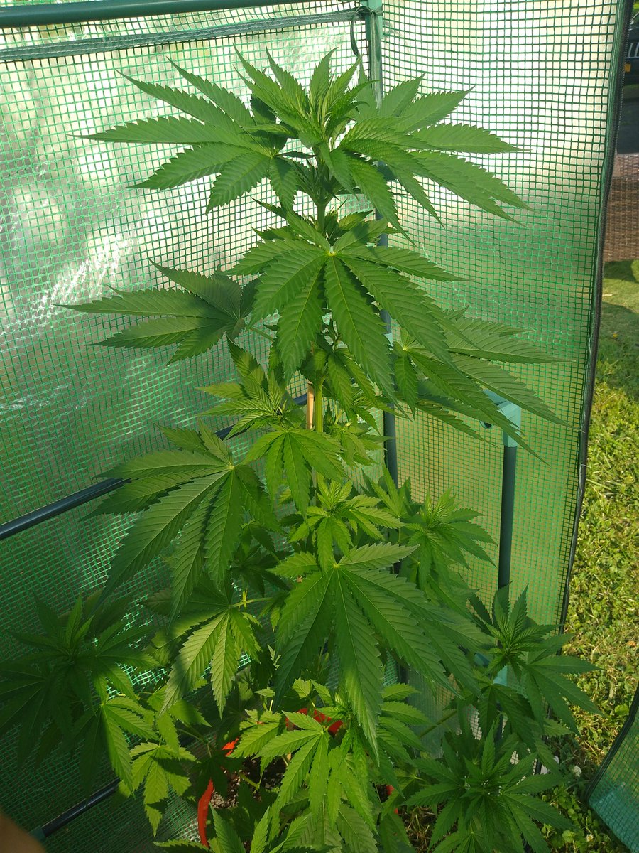 TopTierTerps2's tweet photo. This male of my Flo Mega creation is on roids or somethin 🤣 Its gonna be taller than me soon! 😂 And the lady there is only a couple inches behind it 😎👊 #GrowYourOwn #NewBreeder #Cannabis #CannaFam #FloMega https://t.co/rBlvvX7QpG
