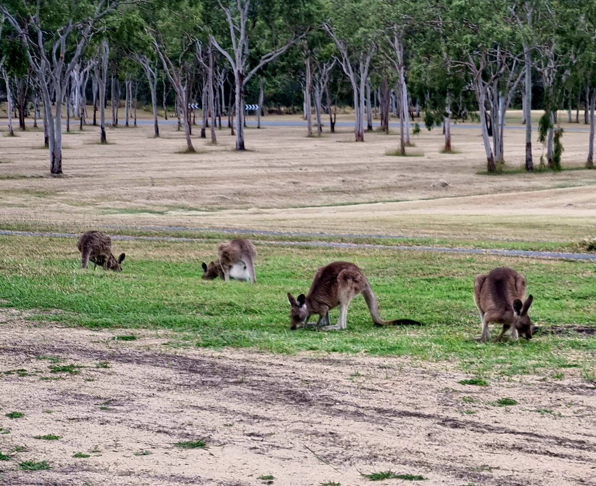 AltheaMacAlien's tweet image. Central Queensland 🦘