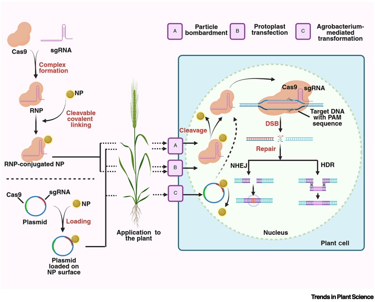 Nanomaterial-based gene delivery in plants: an upcoming genetic revolution? dlvr.it/TLcdJz #plantscience