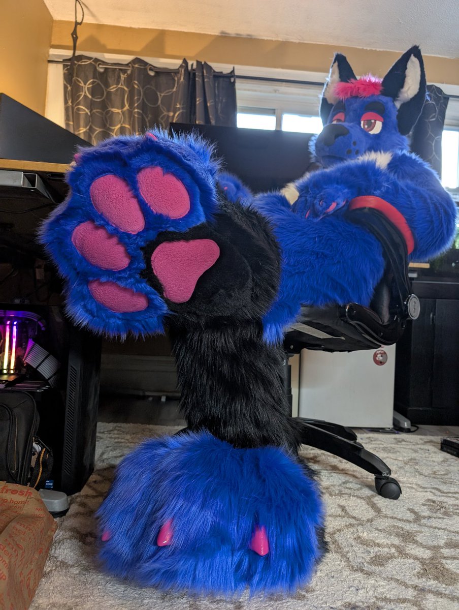 WTRsausage's tweet image. A dog is born. Owner picked him up today and is on way to step on a dragons face.
#furry #fursuit #fursuitmaker