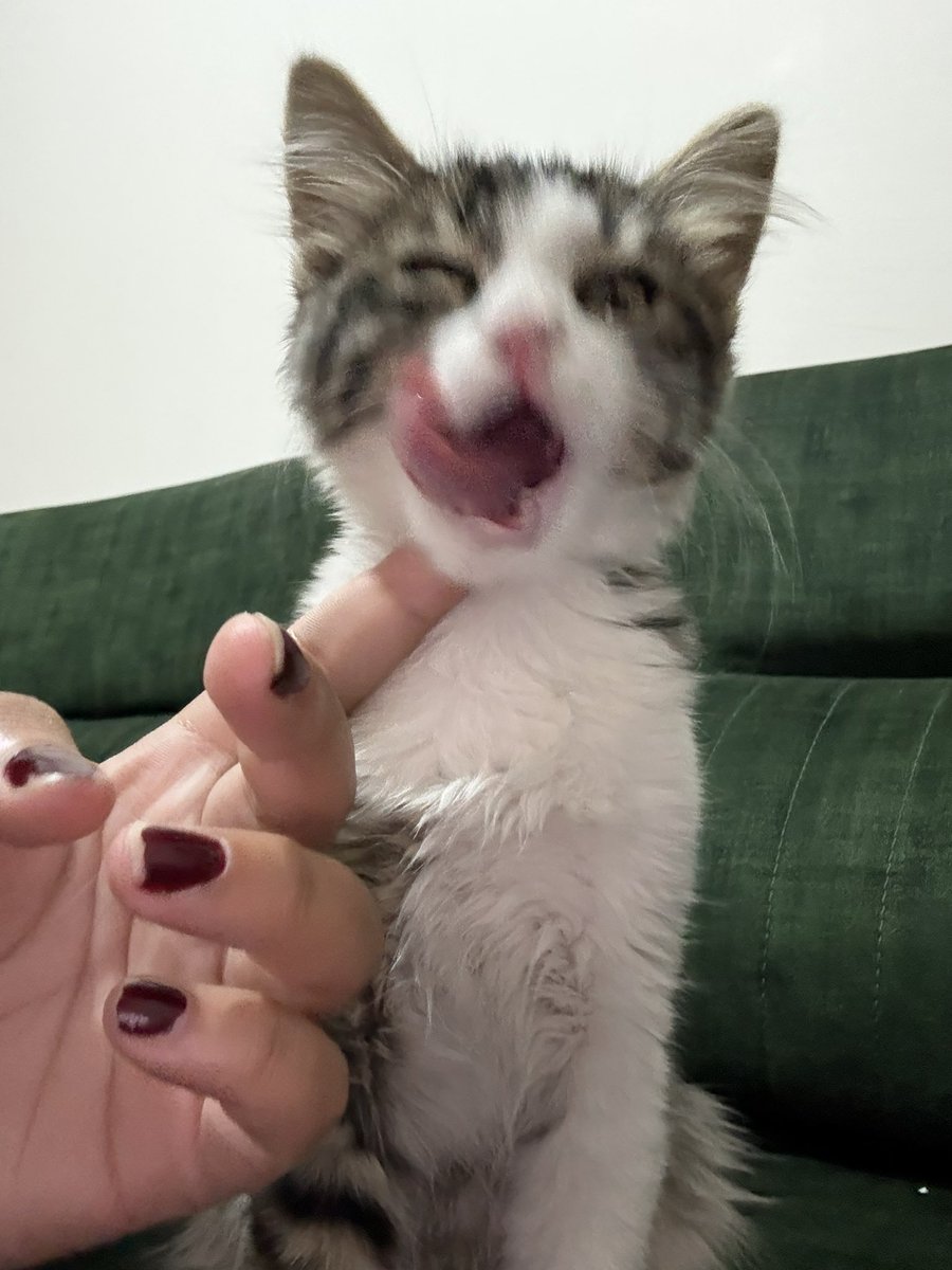 Dünyanın en yılışık kedisi Prens eve geleli üç gün oldu ve kendisini evin fav kedisi sanıyor. Ürün fiyat performans mı değerlendirmesini aylık güncellerim şuan sokak kedisi özelliklerini tam salamadı.