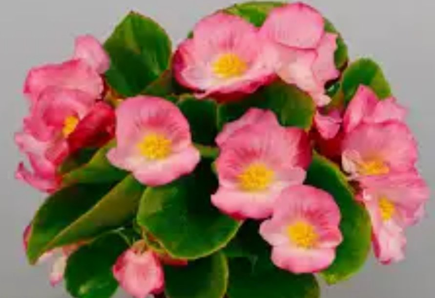 CarrileeConaway's tweet image. #AskChiefTaylor
How are your Begonias? 
We miss you !