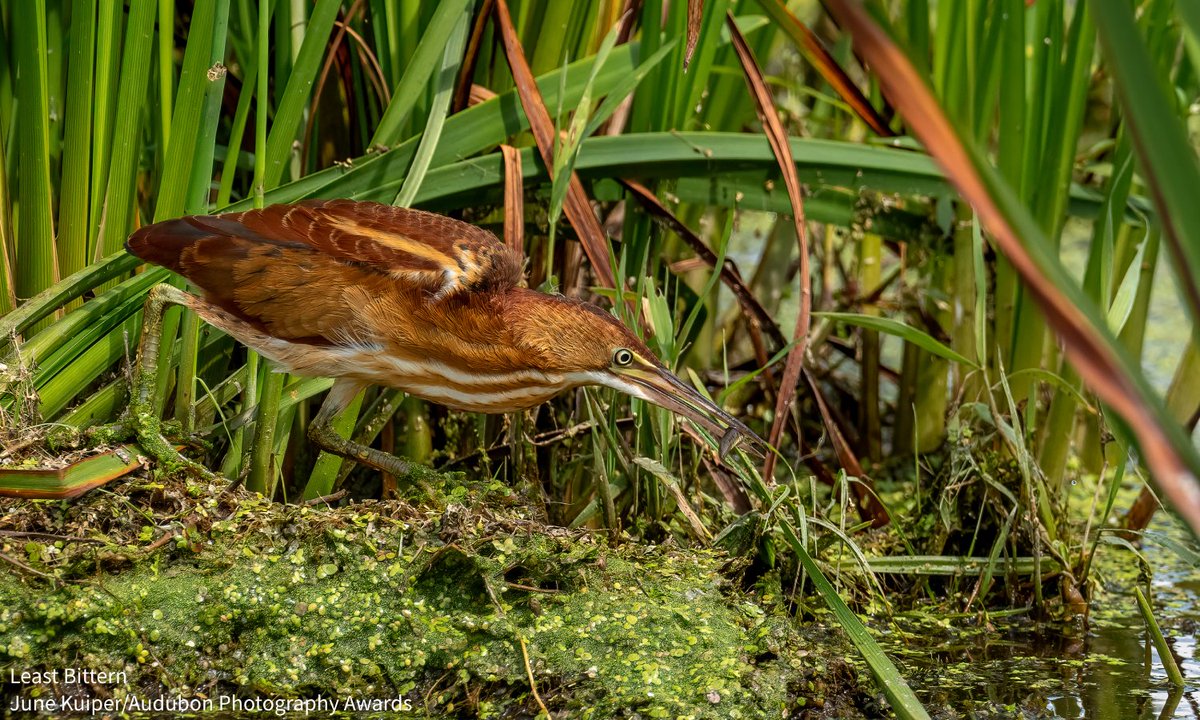 Audubon Society (@audubonsociety) on Twitter photo This year, <a href="/AudubonNC/">Audubon North Carolina</a> is carrying out lots of important conservation projects at Pine Island to improve bird habitat across 2,600 acres of North Carolina marsh and upland maritime forest, just in time for the breeding season. Learn more: bit.ly/45g2GBT This year, <a href="/AudubonNC/">Audubon North Carolina</a> is carrying out lots of important conservation projects at Pine Island to improve bird habitat across 2,600 acres of North Carolina marsh and upland maritime forest, just in time for the breeding season. Learn more: bit.ly/45g2GBT