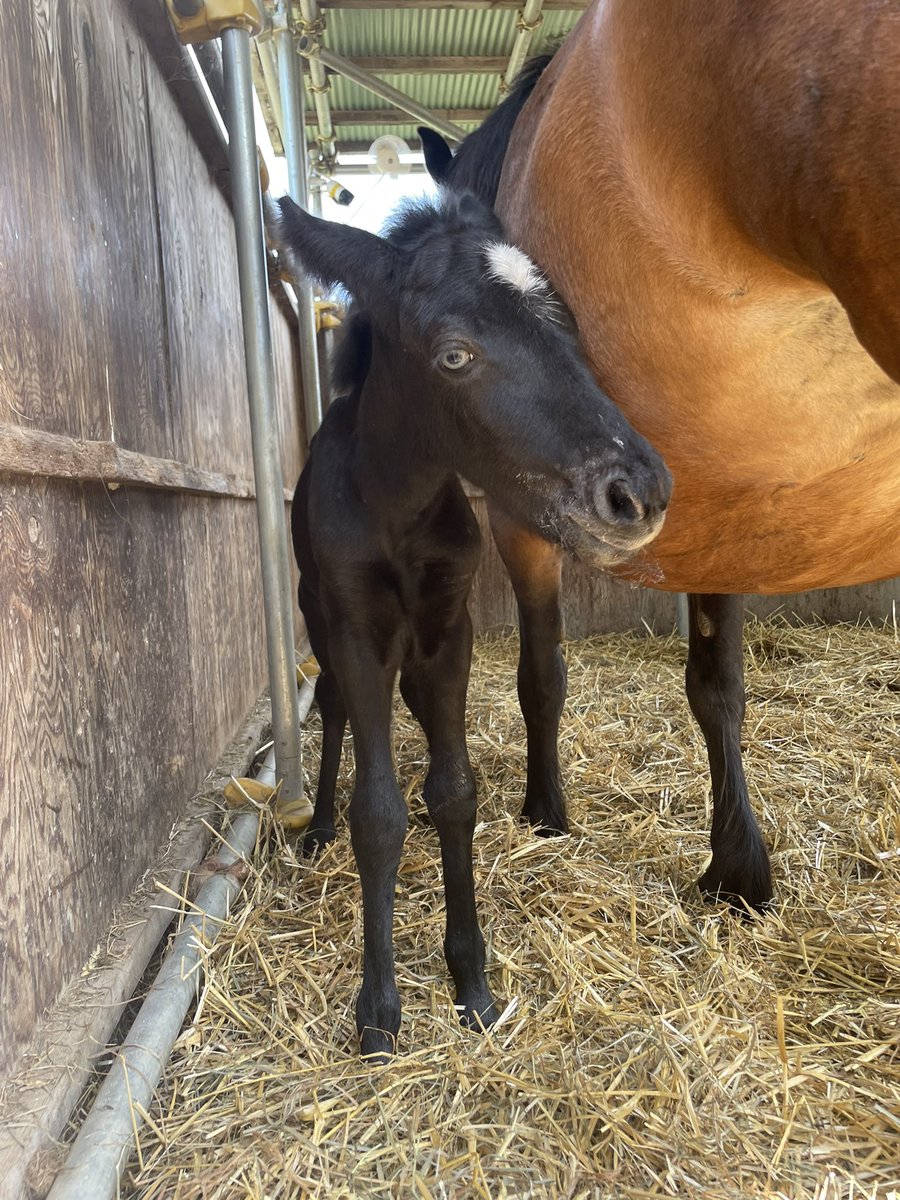chikudaiumabu's tweet image. こんにちは！😊

突然ですが、6月4日に介在室にて子馬が
誕生しました！

名前は血縁上の母親であるシラユキから白雪姫を連想して「碧林檎(あおりんご)」に決定致しました！
どうぞ温かく見守りください🙇‍♀️

⚠️子馬が疲れてしまうので直接見に来るのはお控えください⚠️

♏
#うまぶ #十勝 #うま #馬