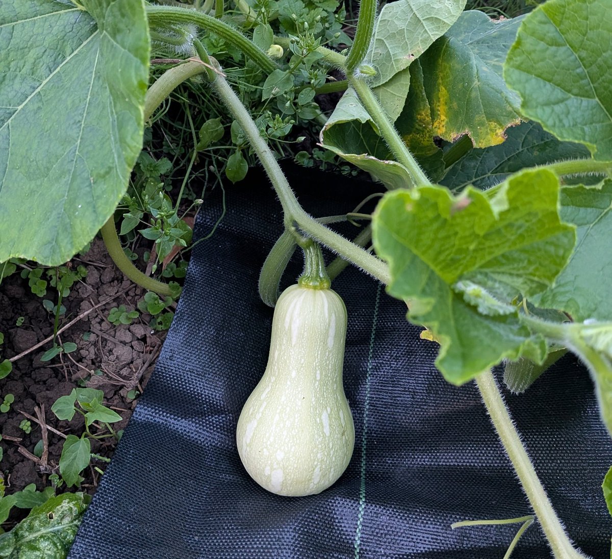 tou0um's tweet photo. 畑作業で陣痛促進！たわわに実ってきたよ〜夏だね〜！🍅🥒 https://t.co/sxjs7fPzHO