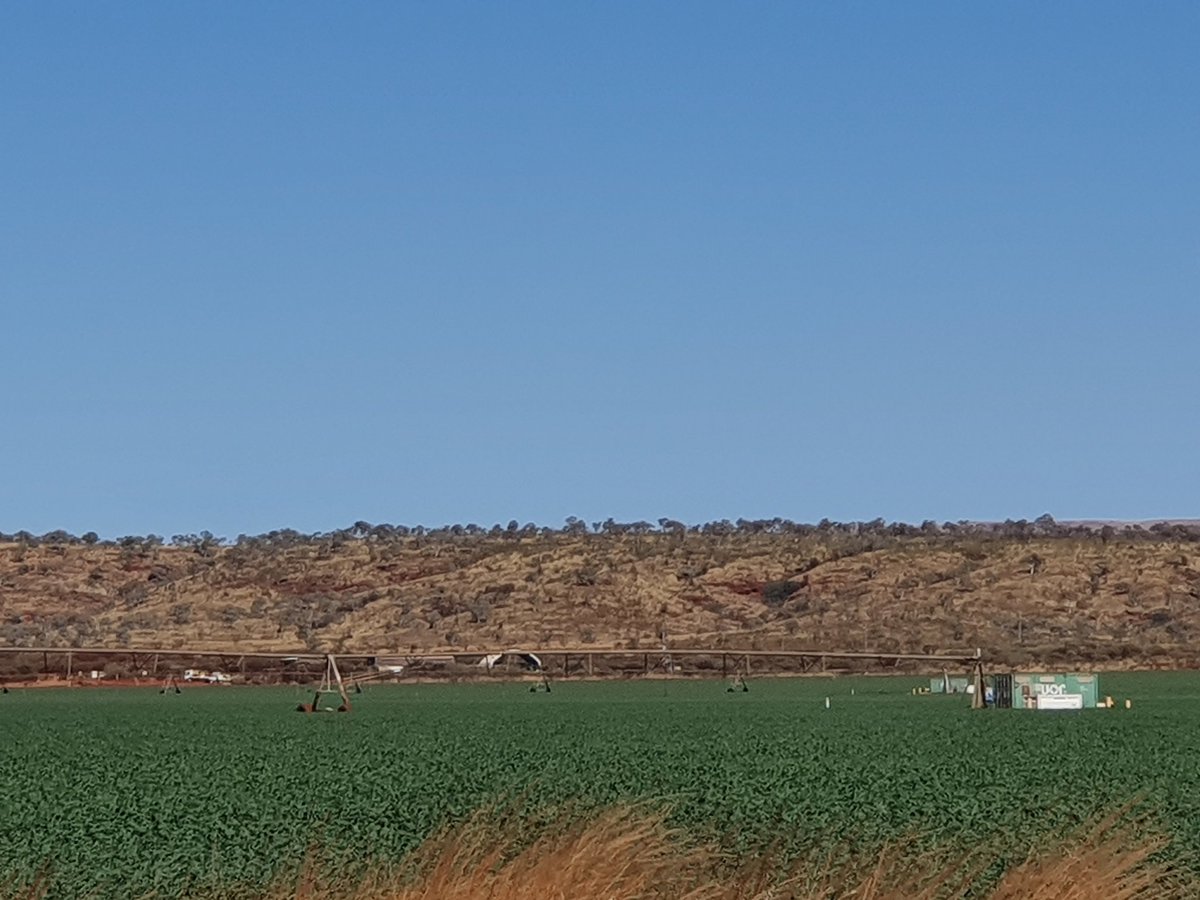 SURPRISE! Oats found on a trip to northern Australia on a centre pivot in the Pilbara. #oatconvert <a href="/AllanRattey/">Allan Rattey</a> <a href="/GrainIndustryWA/">GIWA</a>
