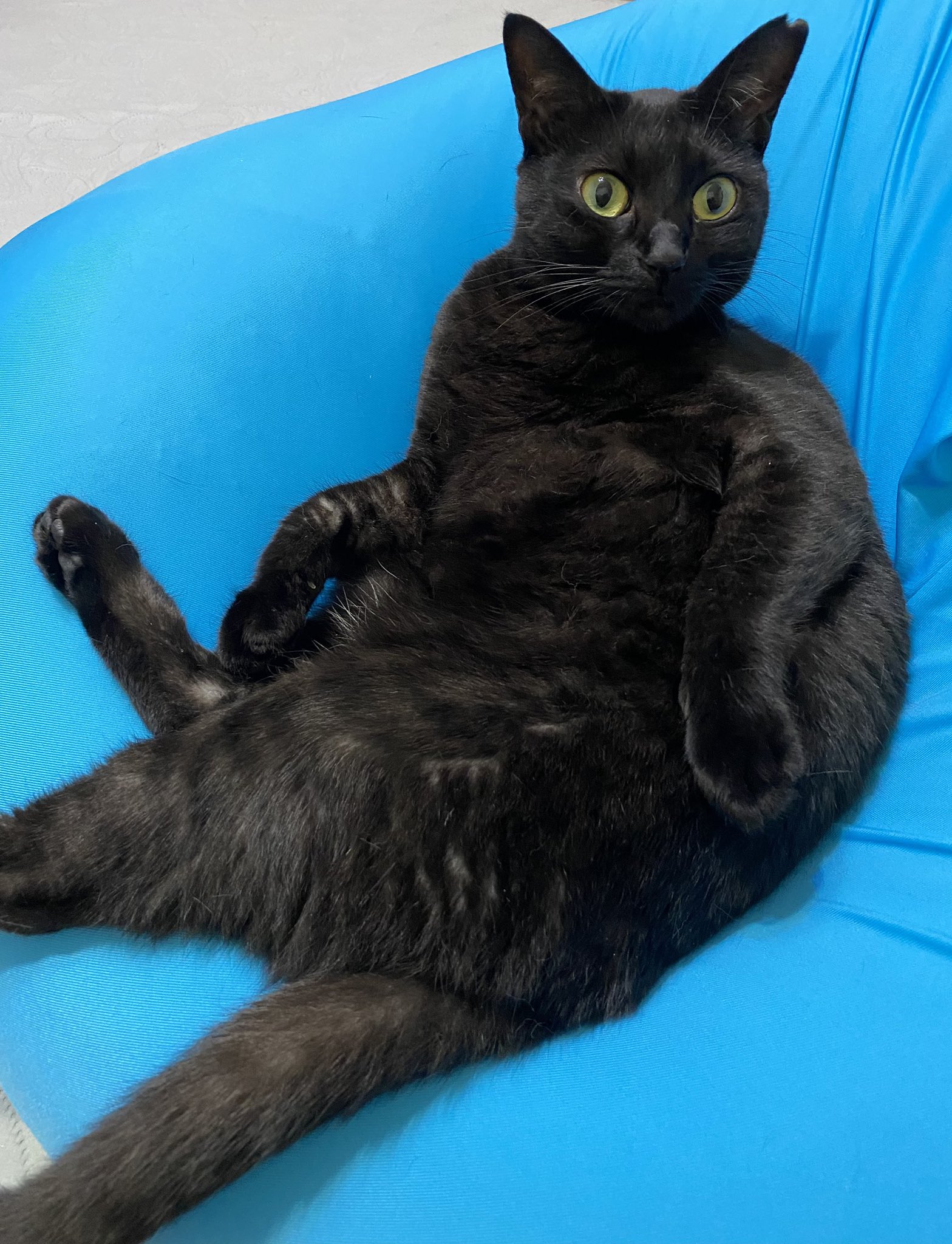 猫ネクタイ（黒猫）｜エースタジオの通販｜&mall（アンドモール