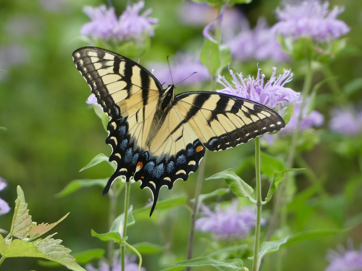 Conthescene's tweet image. Eastern Tiger Swallowtail butterfly in the Native Meadow Habitat on Howard University West Campus 馃尰 馃