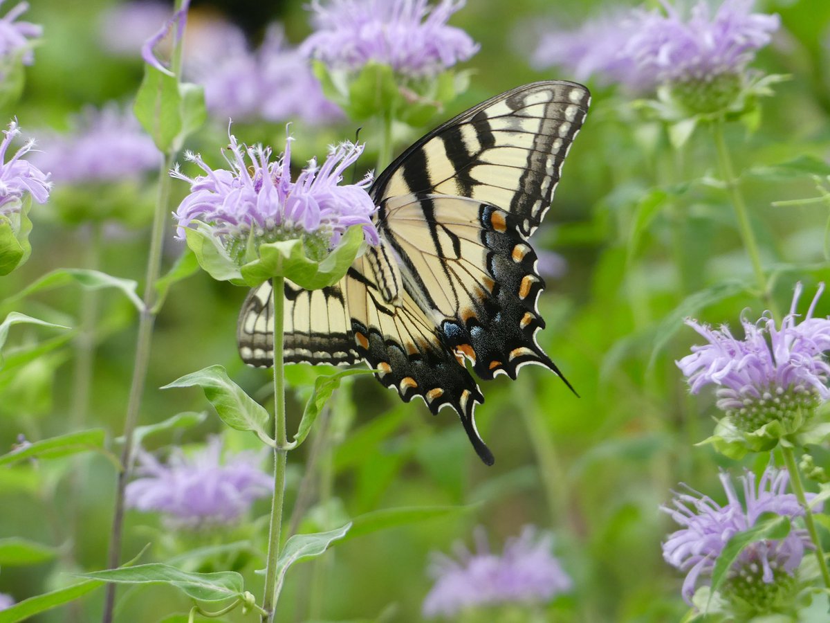 Conthescene's tweet image. Eastern Tiger Swallowtail butterfly in the Native Meadow Habitat on Howard University West Campus 馃尰 馃