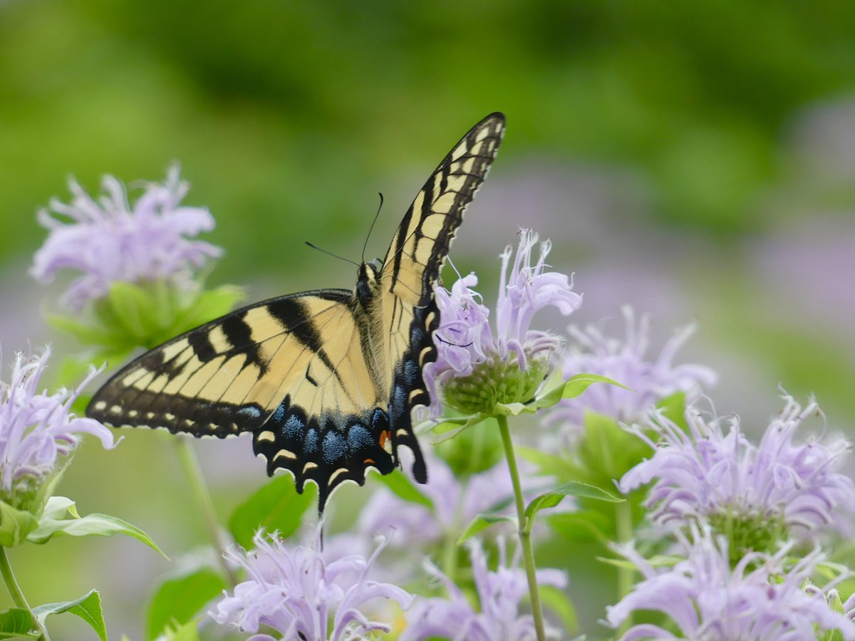 Conthescene's tweet image. Eastern Tiger Swallowtail butterfly in the Native Meadow Habitat on Howard University West Campus 馃尰 馃