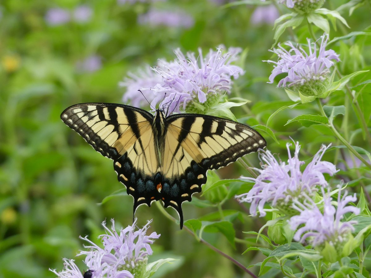 Conthescene's tweet image. Eastern Tiger Swallowtail butterfly in the Native Meadow Habitat on Howard University West Campus 馃尰 馃