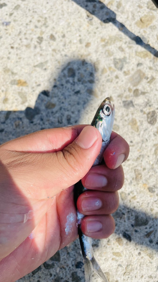 ワームで釣れるもんなんやな
