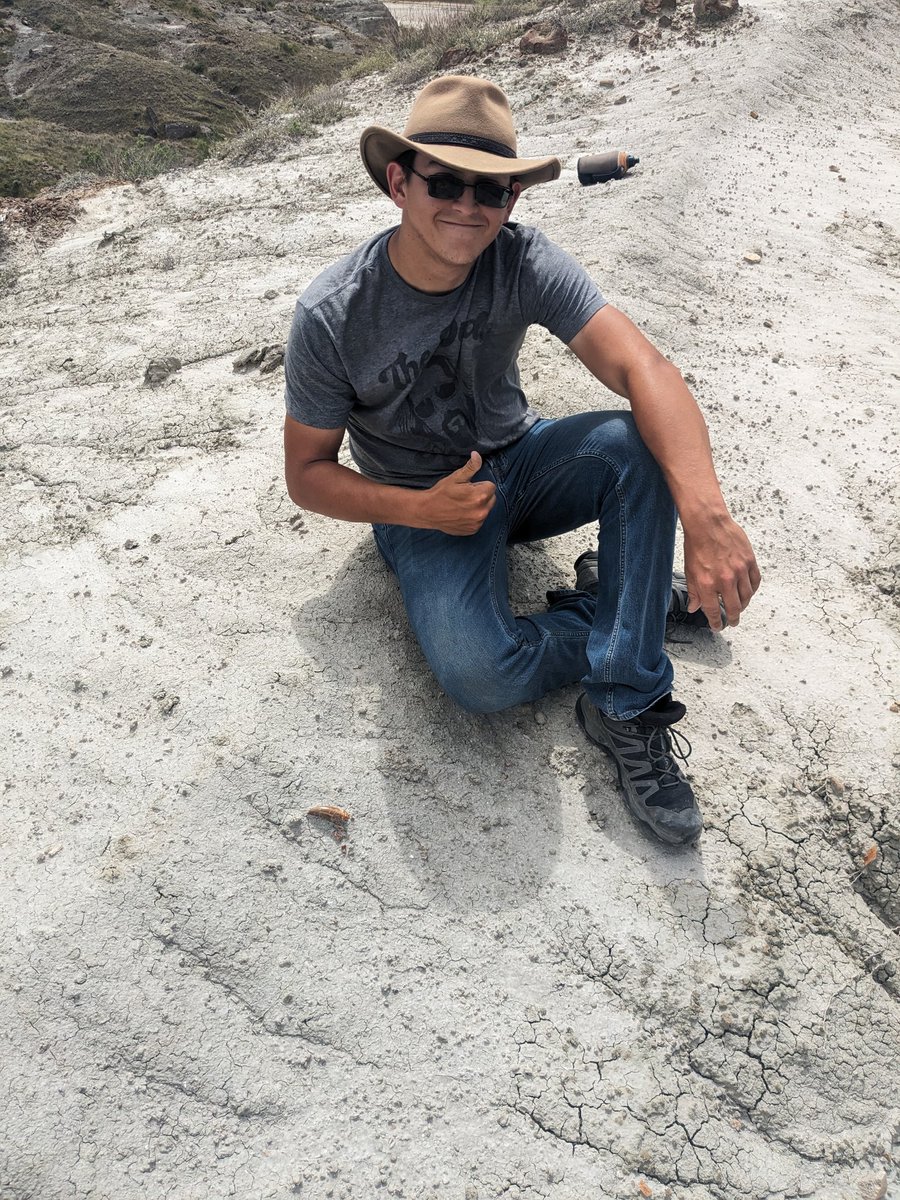 Sometimes you just find them like that! Tyrannosaur tooth, Judith River Fm, Montana, 2 hours ago. #FossilFriday #dinosaur. US public lands, Bur. Reclamation