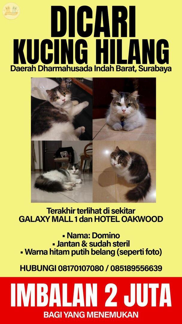 mohon bantu share. kcg! hilang dom surabaya. ada imbalan buat yg nemuin