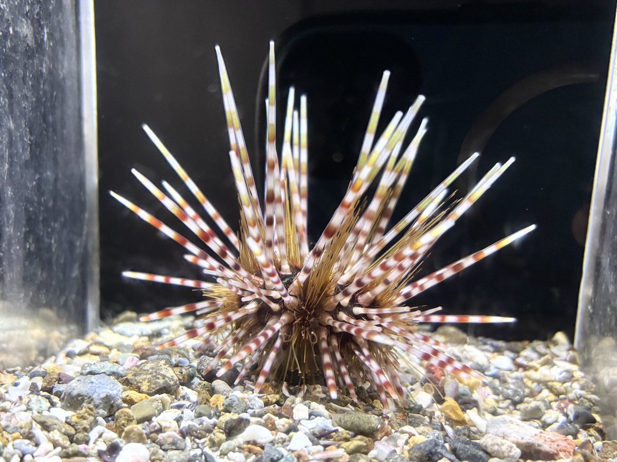 うみめぐりで「トックリガンガゼモドキ」の展示を開始しています！ 岩