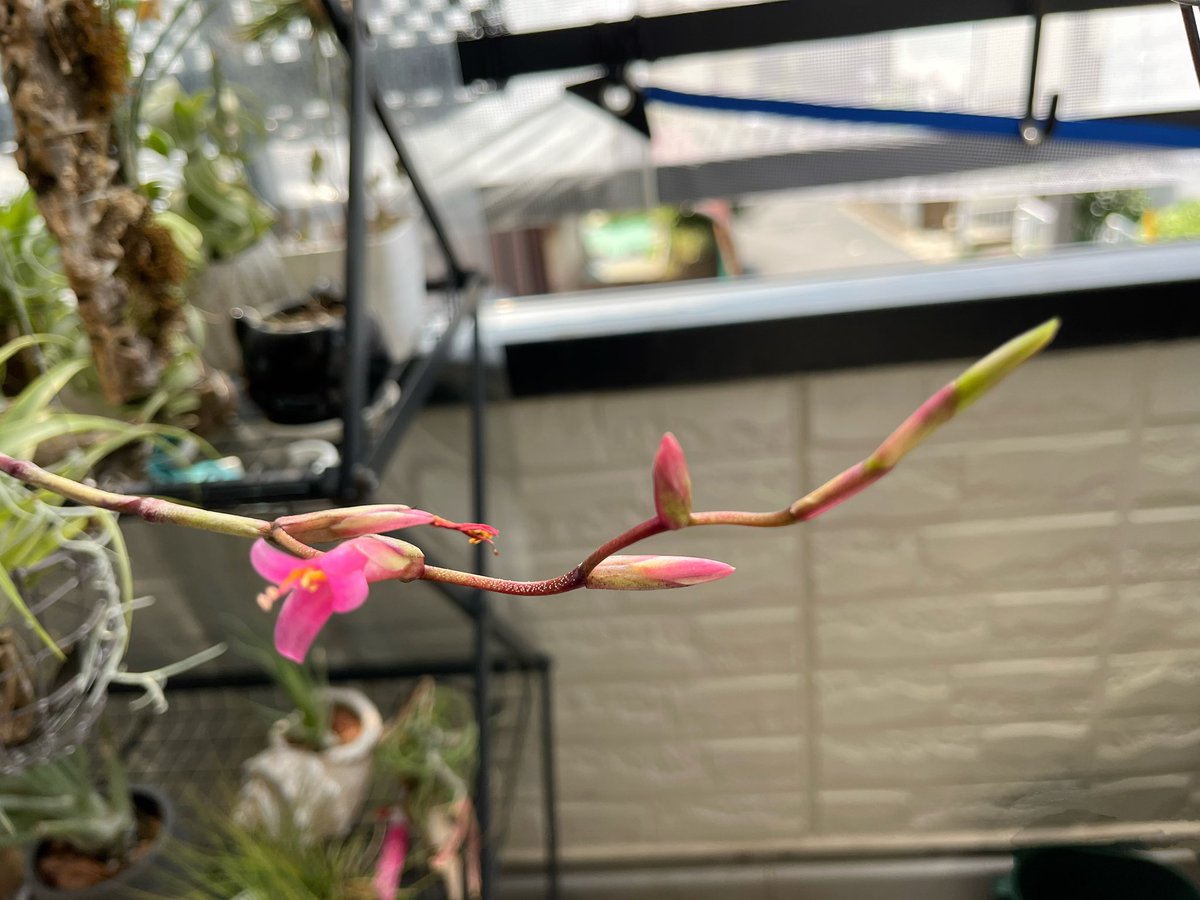 Psyc_Th_ASD's tweet photo. #エアプランツ
#チランジア
#チランジアの花咲く
#エアプランツの花
買ったときに,"ビビバラ"とだけ書いてあって、詳しくは何ていうエアプランツかわからないけど、花は可愛かった。花芽がついてから咲くまで半年以上かかった。 https://t.co/HZDSQcIxJB
