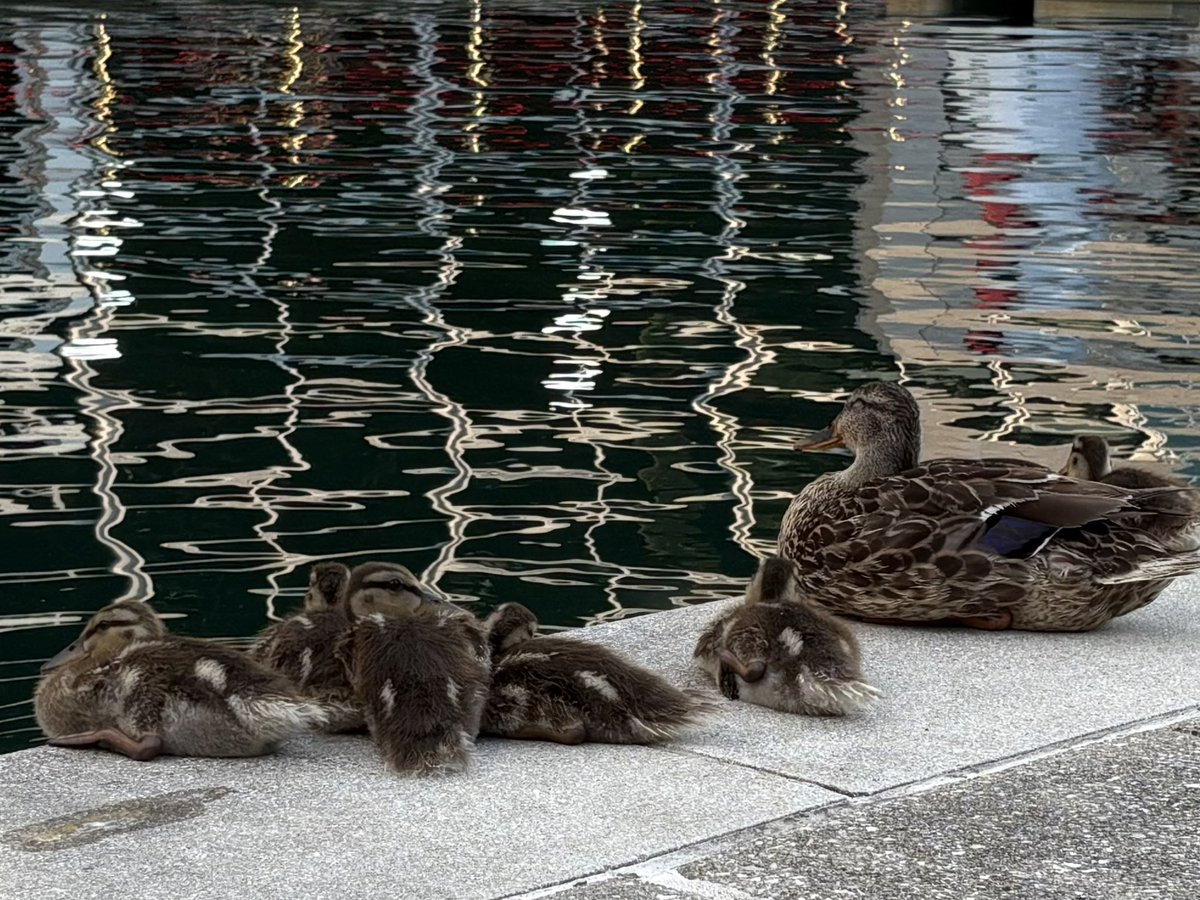 entrenoose's tweet image. Mama duck is literally ^_^