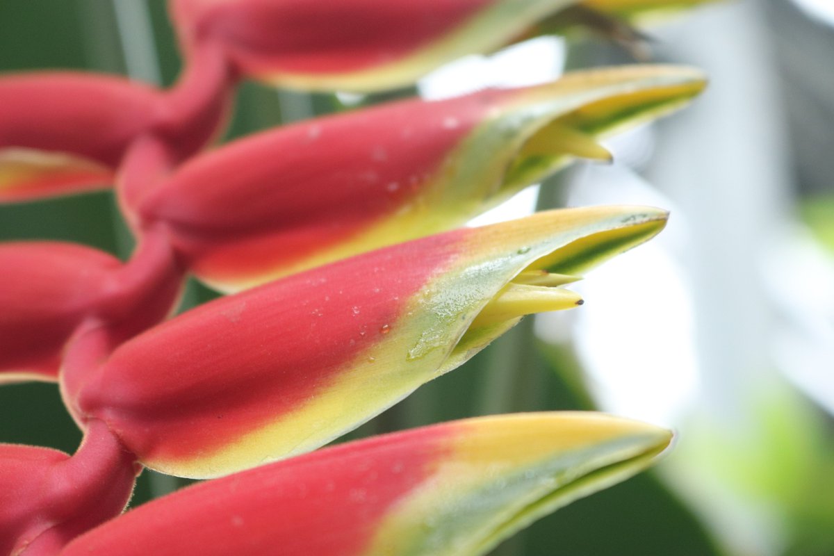 熱帯雨林植物室にて、ペルー原産の ＃ヘリコニア・ロストラタ が鮮やかに開花しております。
ザリガニのハサミにも見えるのは苞と呼ばれ、花を守る役割をしています。
現地では、この鮮やかな赤色に惹かれたハチドリが花粉を運んでくれます。