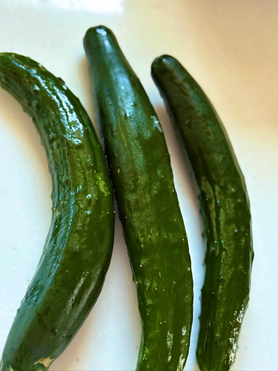 初家庭菜園にて初きゅうり！🥒