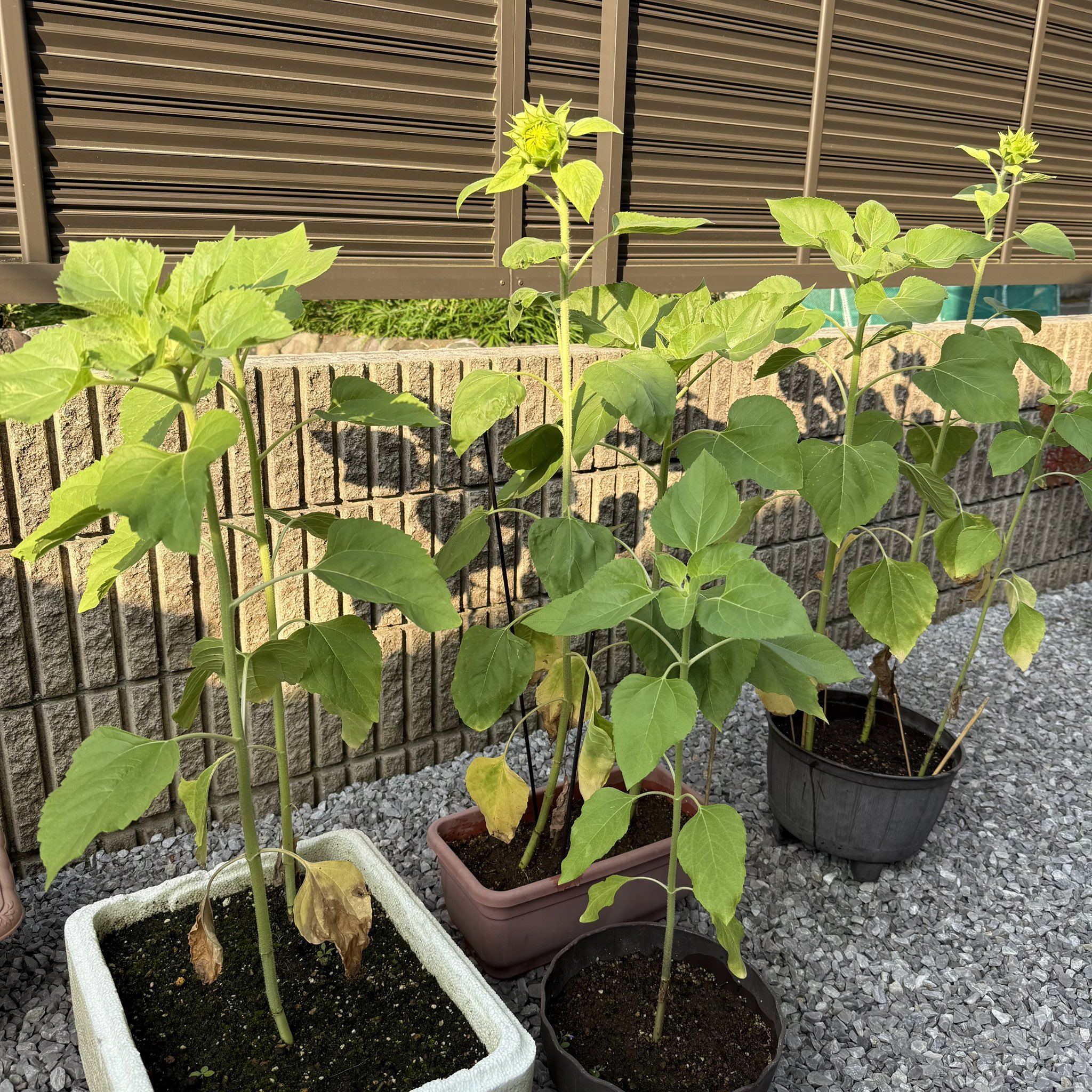 生花】ひまわり サンリッチライチ【黄/60cm/北海道】｜Flower