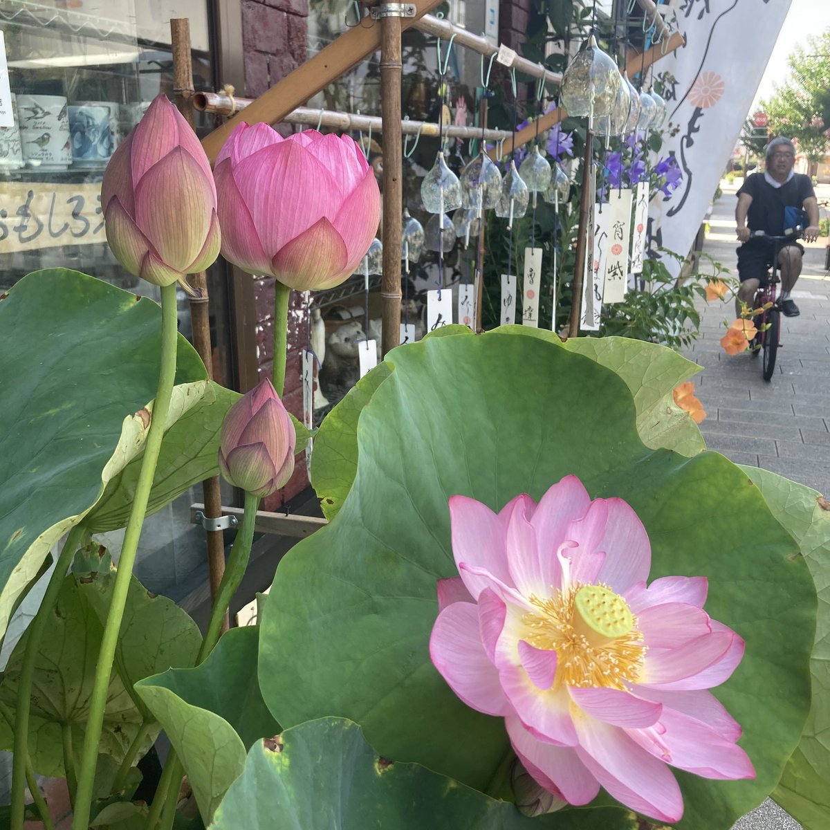 もう一つが、咲きそうで咲かない。