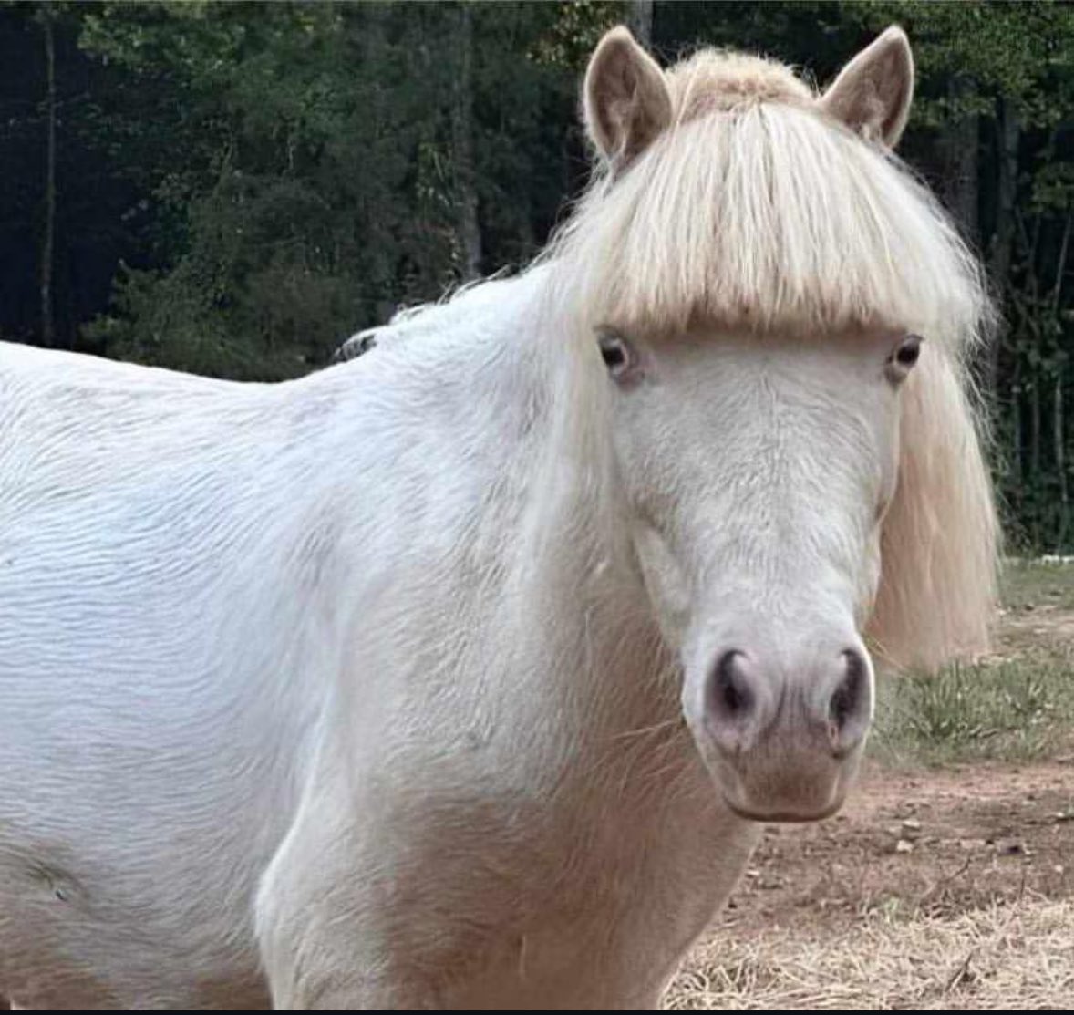 horse with awful haircut bad mane day ugly bangs