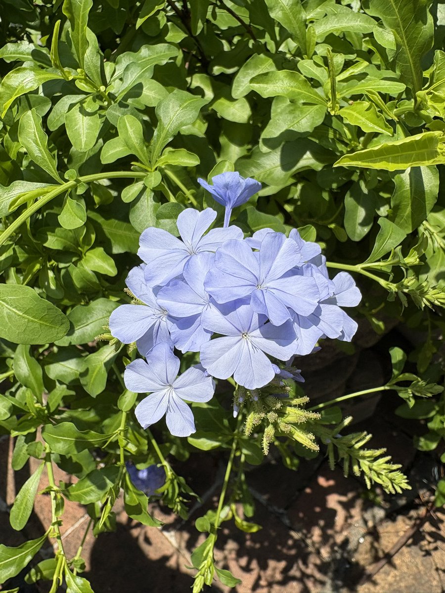 murasaki_hana_'s tweet photo. 夏の花
ルリマツリ(プルンバーゴ)も次々と
行ってきます
#Leadwort #Plumbago #瑠璃茉莉 https://t.co/4NEfLuWNNq