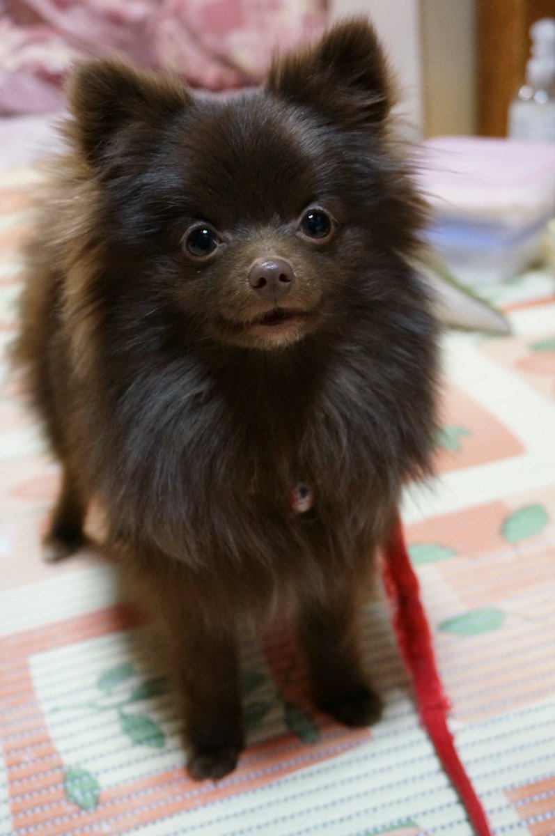 <a href="/kou111dachs/">【こうちゃん家】ダックス、ダックス、ときどきゴールデン</a> 子熊が立派なポメラニアンに！