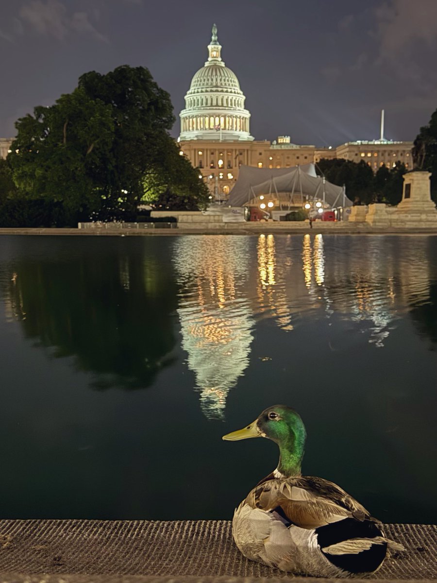 Out for a walk and got enamored with this duck