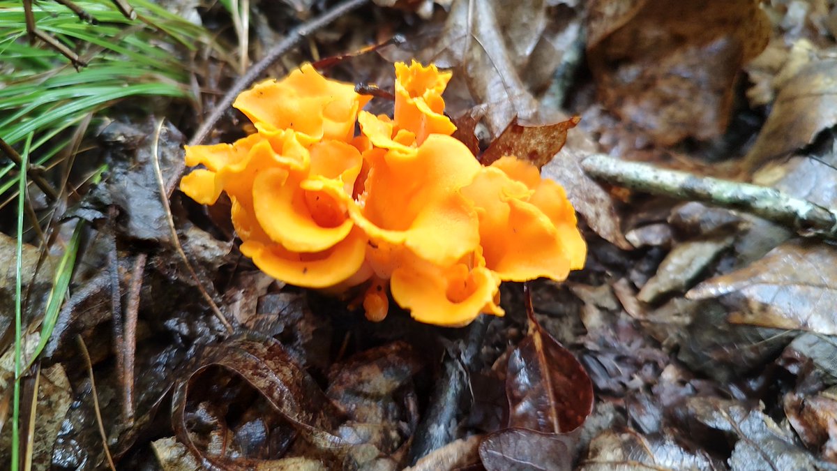 Aurelio Galli tweet media