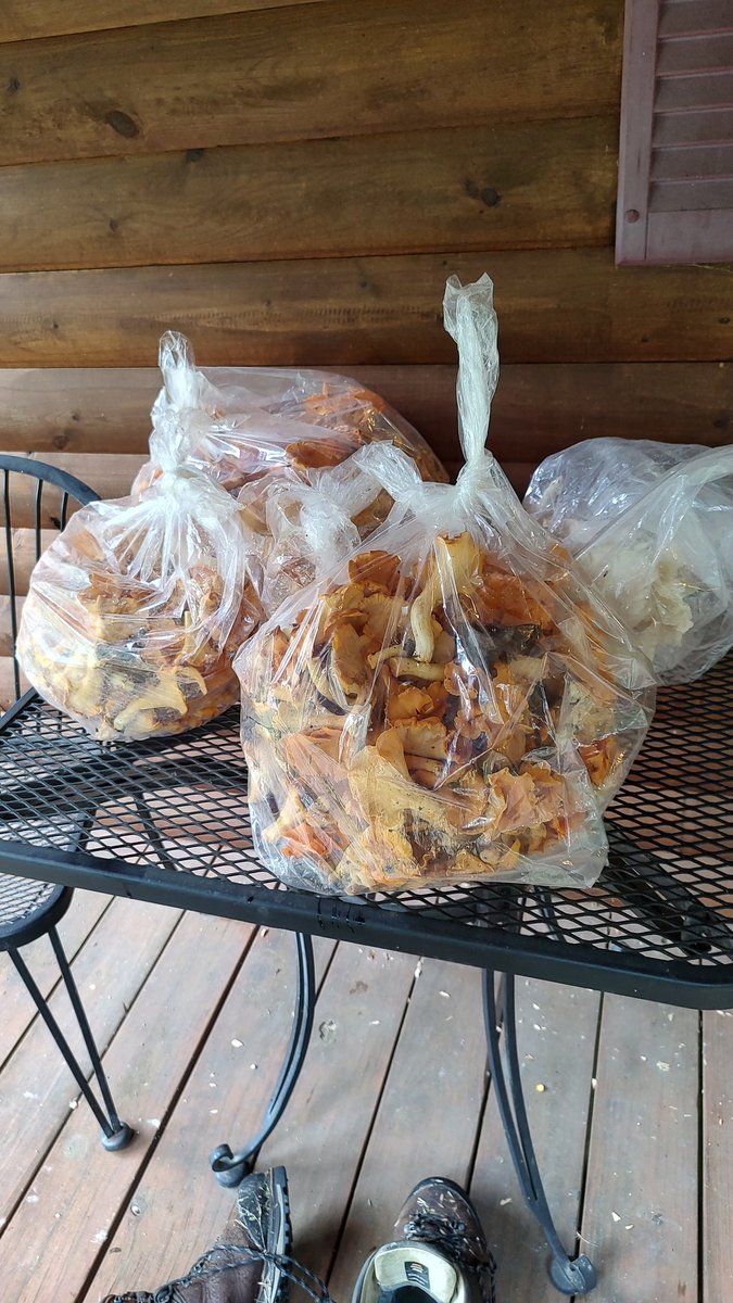 The chaser @land_of_gallivant