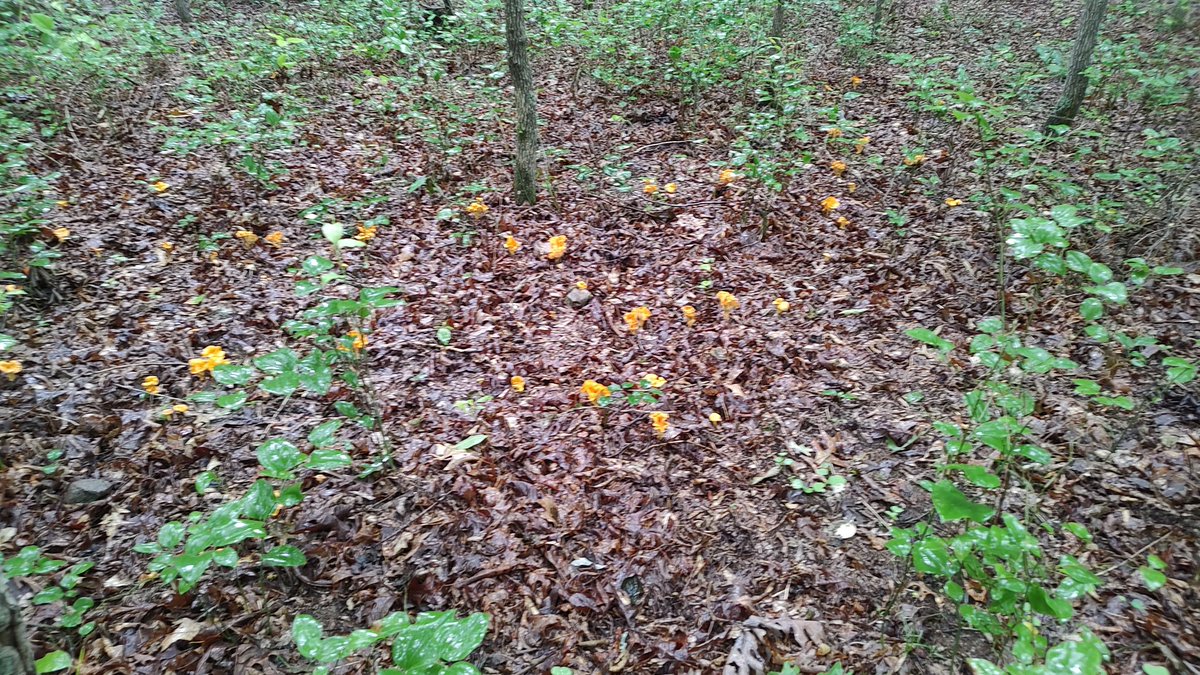 Aurelio Galli tweet media