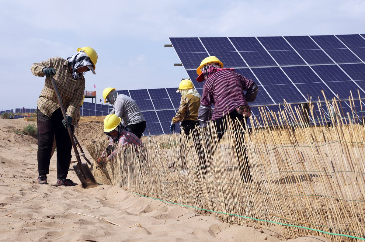 ChinaDaily's tweet image. For decades, the people of China's arid northwestern region battled shifting #sands with simple tools — pressing straw into the desert to form grids that trapped the windblown grit. Today, scientists are deploying cutting-edge biotechnology, mechanized equipment, and recycled