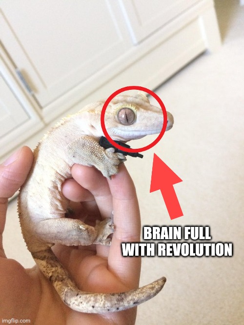Geckos Daily🦎 (@geckosdaily_) on Twitter photo 