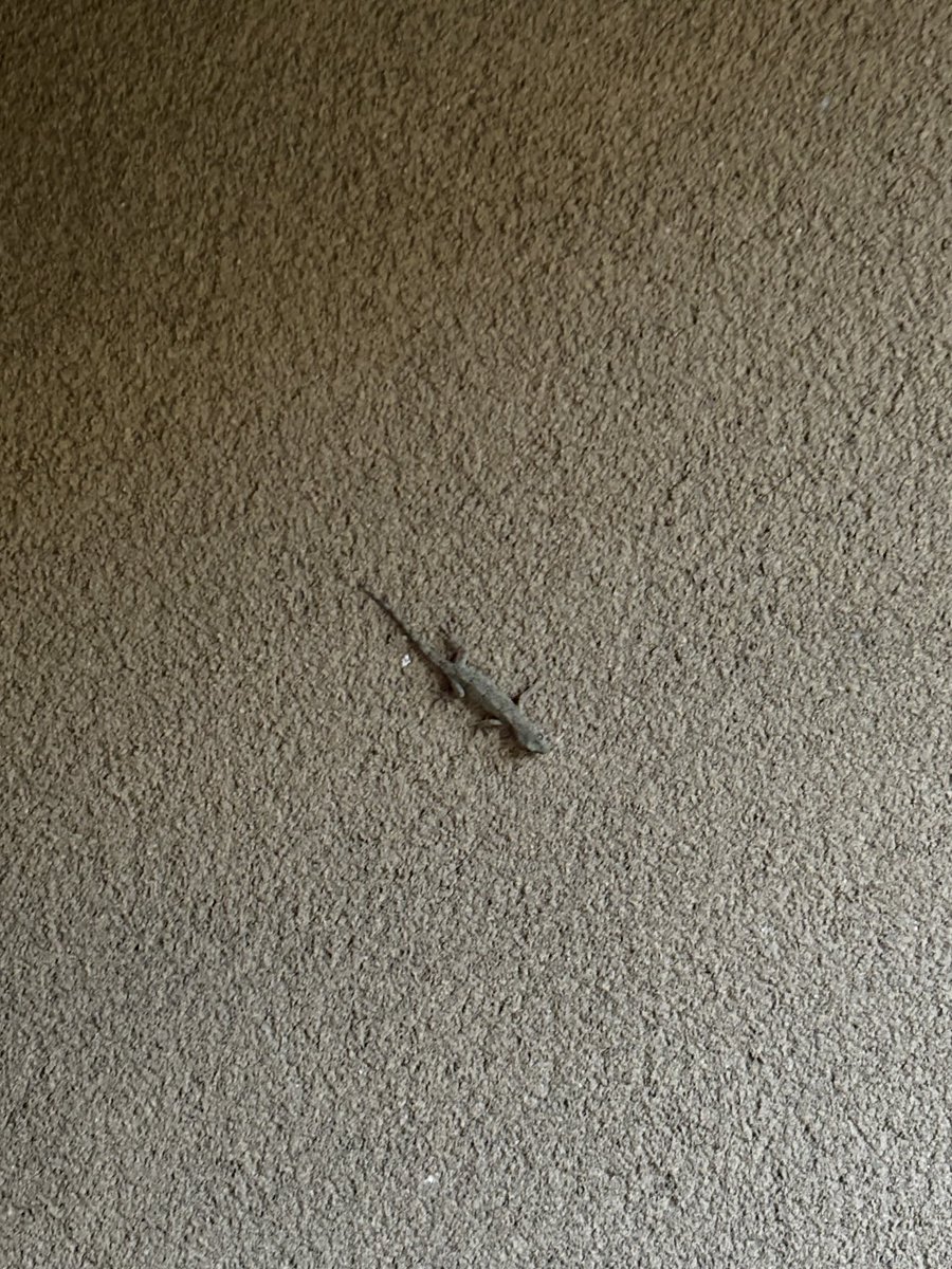 ヤモリ🦎おはよー
壁チョロとも言いますか？