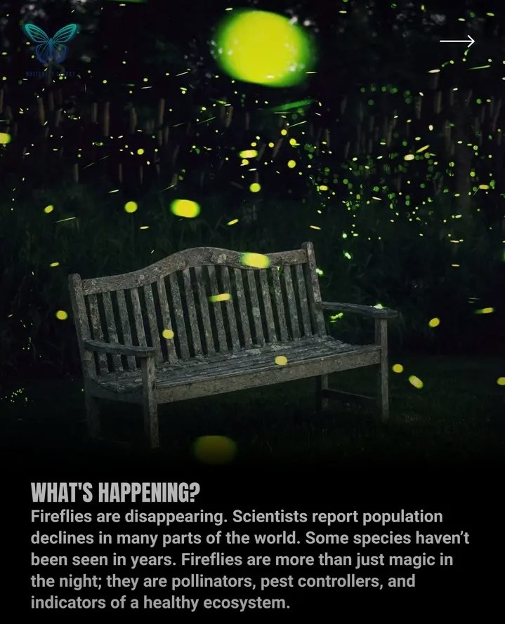 anshumanentomon's tweet photo. We might be last generation to see the fireflies 
#entomology 
#coleoptera
#insect 
@Ecol_Ent https://t.co/dc54jsoiLL