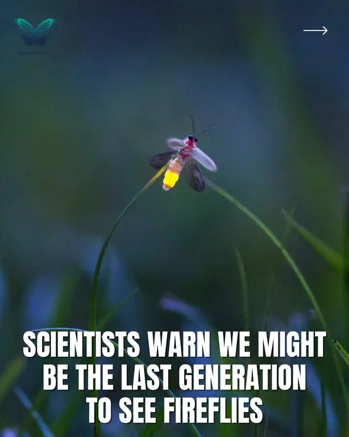 anshumanentomon's tweet photo. We might be last generation to see the fireflies 
#entomology 
#coleoptera
#insect 
@Ecol_Ent https://t.co/dc54jsoiLL