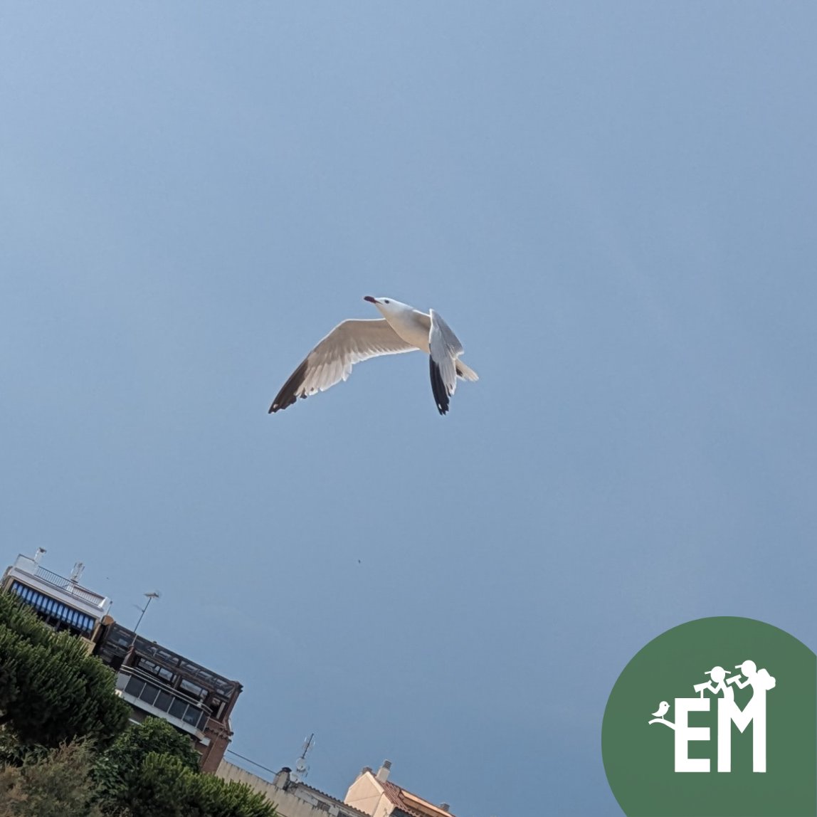 Gavina corsa a la platja d'Arenys de Mar