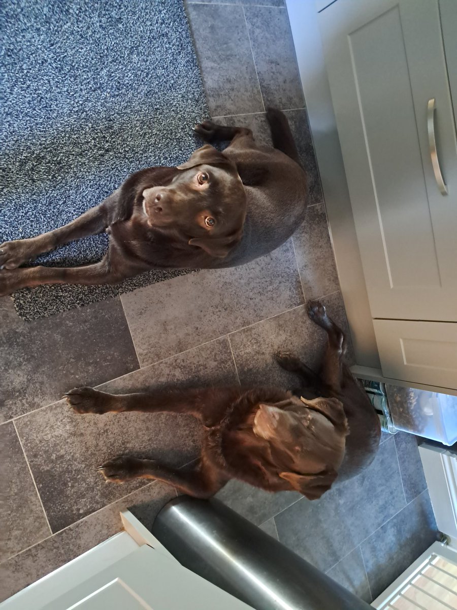 Ted_Choc_Lab's tweet image. Further to the drama of the last month or two, we can report that Dusty (lhs) has made a full recovery and back to full mischief duties