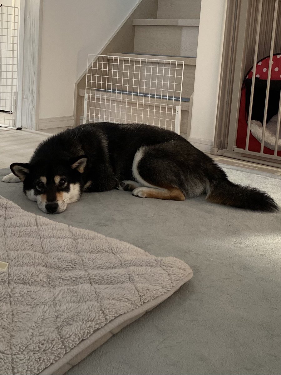 MochiKuroshiba's tweet image. みなさん……わかりますかみなさん………柴犬の……この、この顔が好きなんです……べったり伏せしてる時のこの……この、ωって感じの口元が……とてつもなくかわいいのです………みなさんのお家のωも見せてください………