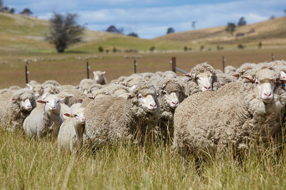 🚨 WEBINAR ALERT 🚨

The productive flock - hitting targets, lifting results

🎯 Setting targets, hitting targets 🏹 and improving results📈 is key to ongoing sustainability of all flocks.
In our July webinar, Jim Meckiff will discuss industry benchmarks, tools and strategies to
