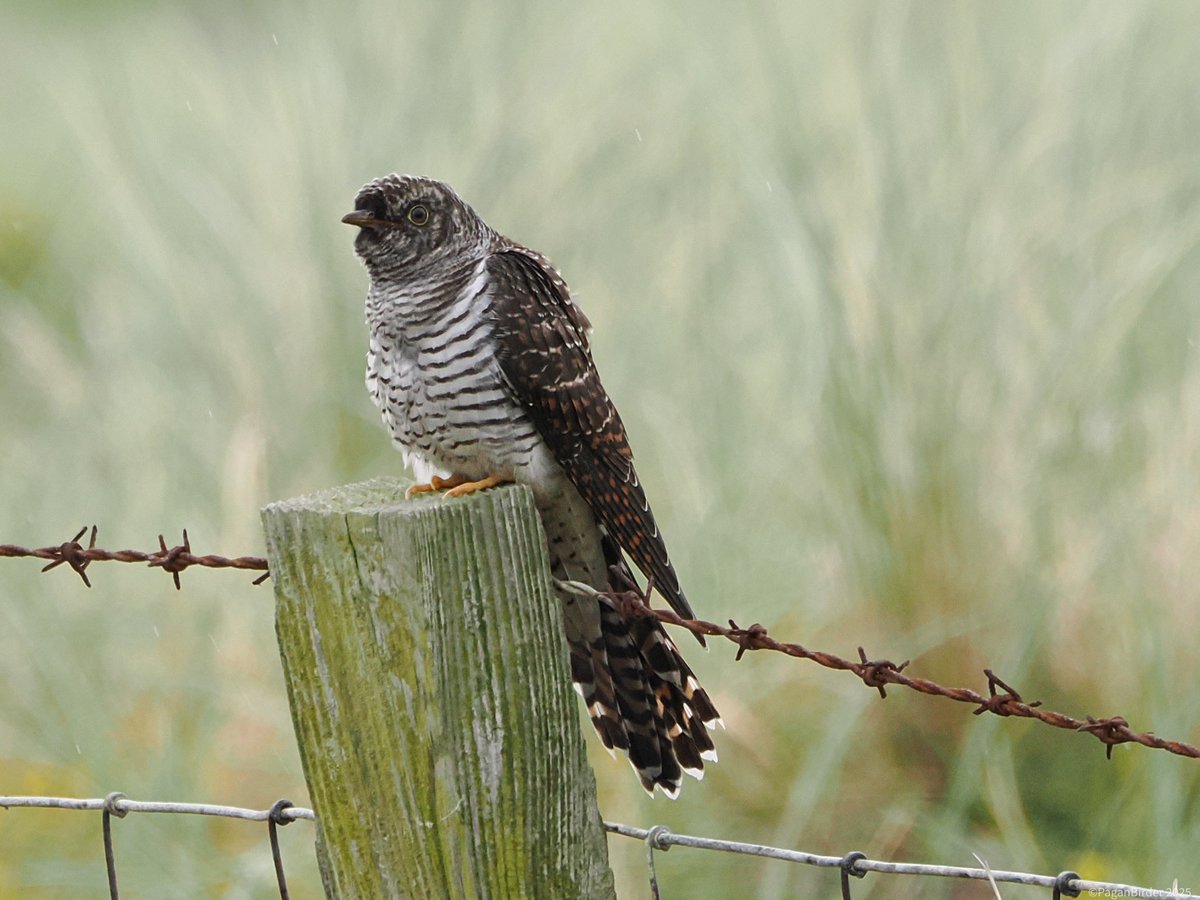 Pagan Birder (@fegwitch) on Twitter photo Whilst exploring the brilliant reserve at East Chevington Northumberland, we stumbled upon this juvenile Cuckoo happy to be admired for a good 10 minutes before flying off to some nearby sallows. <a href="/NorthWildlife/">Northumberland Wildlife Trust</a> Whilst exploring the brilliant reserve at East Chevington Northumberland, we stumbled upon this juvenile Cuckoo happy to be admired for a good 10 minutes before flying off to some nearby sallows. <a href="/NorthWildlife/">Northumberland Wildlife Trust</a>