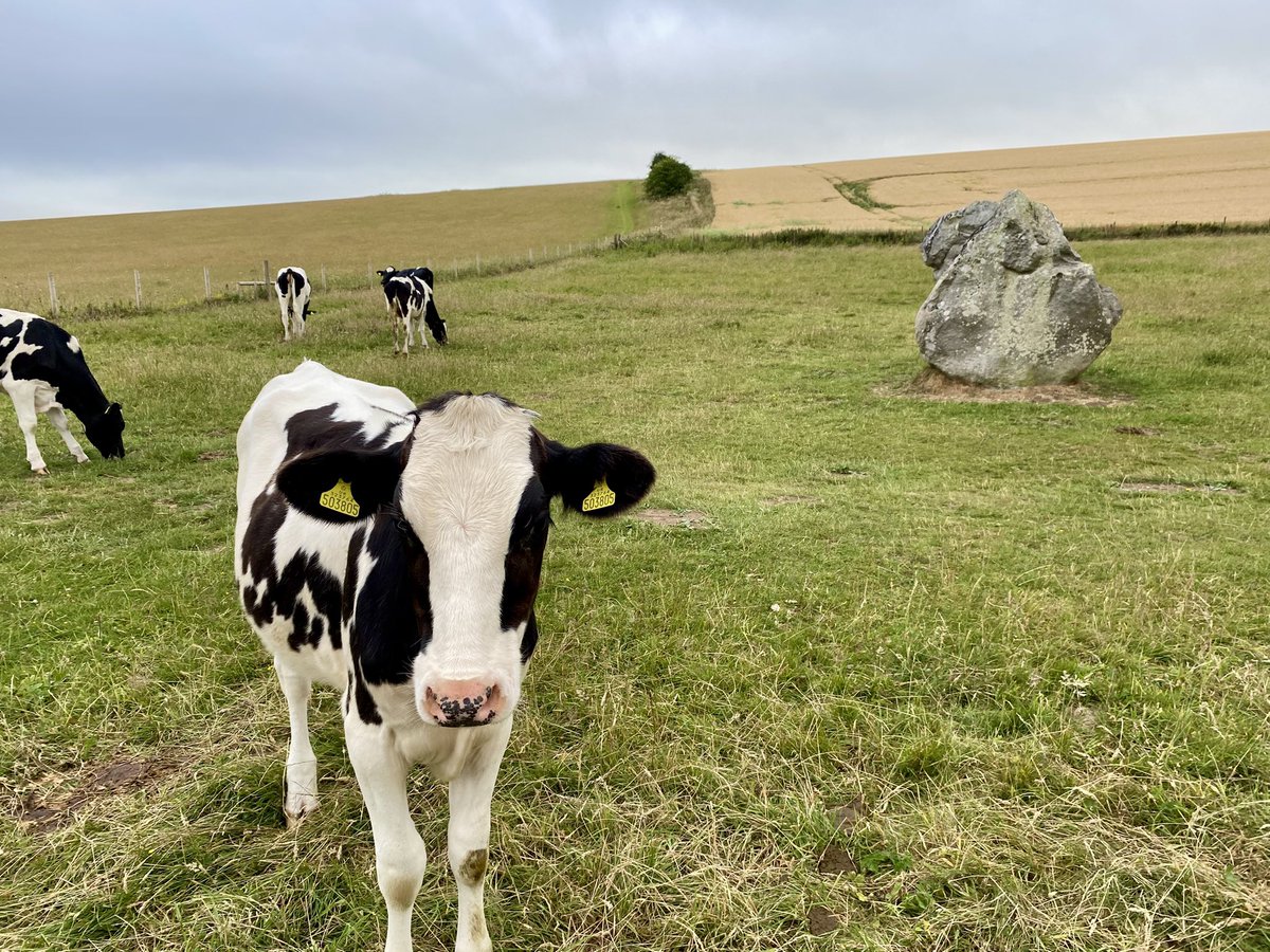 Spiddly's tweet image. A dawn visit to Avebury, a week after the Summer Solstice. Not a soul in sight and fuelled by the biggest portable tanker of hot tea available to mankind
#StandingStoneSunday