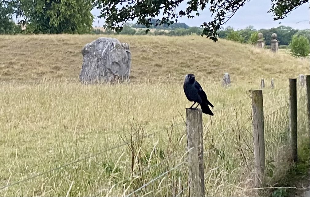 Spiddly's tweet image. A dawn visit to Avebury, a week after the Summer Solstice. Not a soul in sight and fuelled by the biggest portable tanker of hot tea available to mankind
#StandingStoneSunday