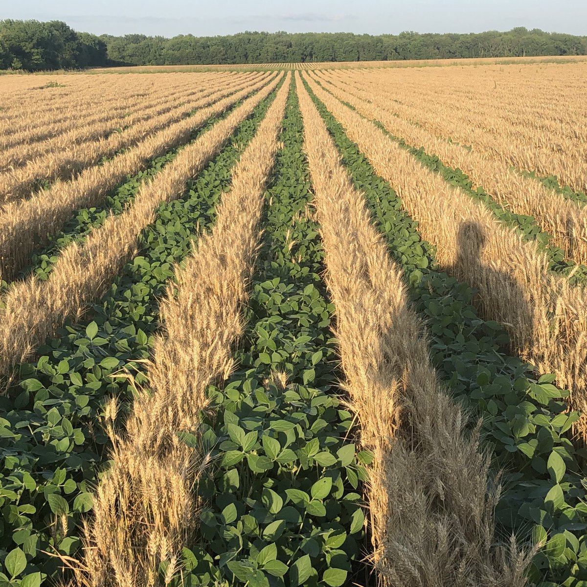 By minimizing soil disturbance, planting cover crops, and rotating crops, farmers can improve soil fertility, reduce erosion, and increase resilience to climate change. #ConservationAgriculture