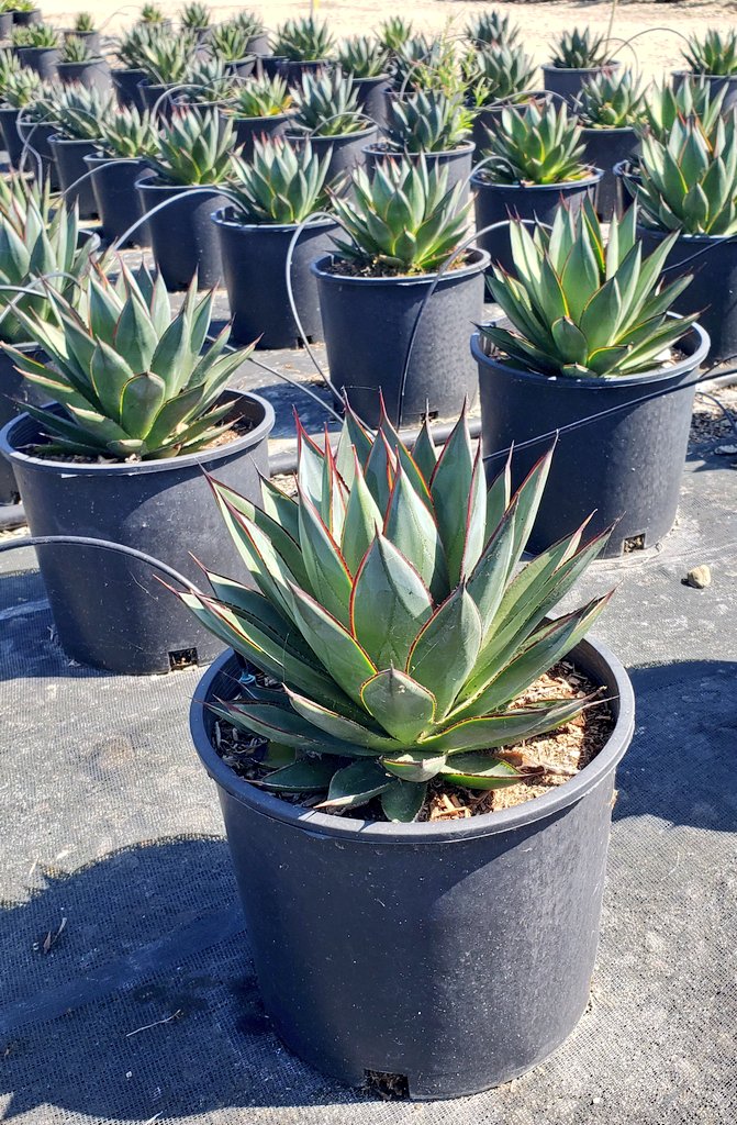 Adan (@onairoscaprico) on Twitter photo 