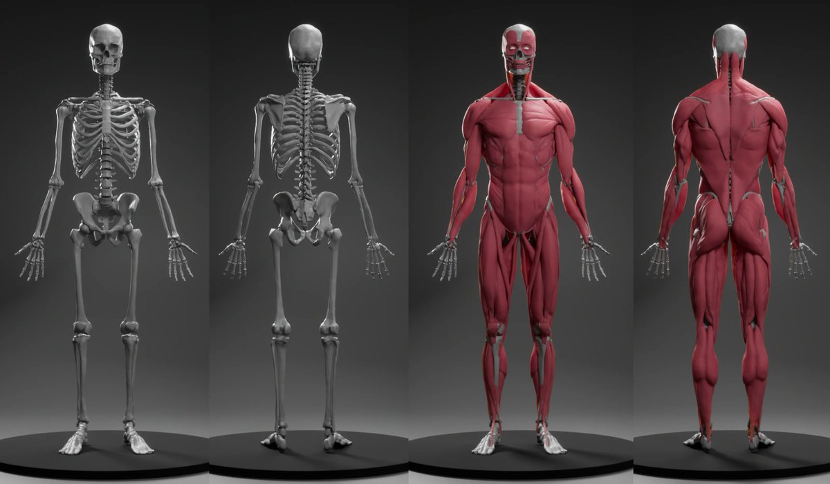 shinyaVFX's tweet photo. 趣味でアナトミーモデル作りました
#zbrush https://t.co/27ApqeoNud