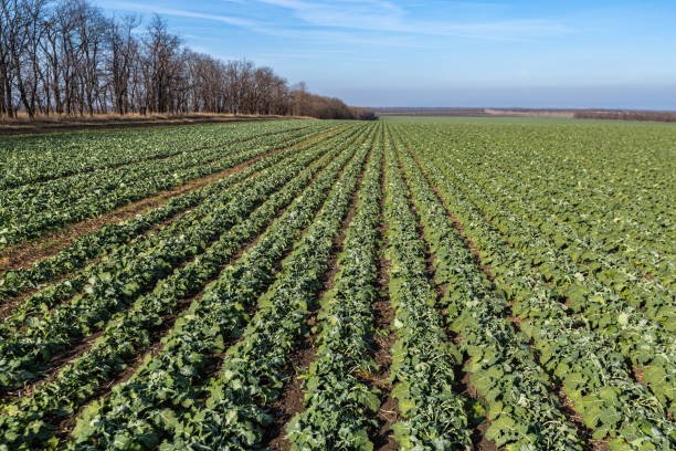 diharagirimana's tweet image. Covering soil is the practice in conservation agriculture.
you can do it by planting #cover crops or use #mulches. This will help a #farmer to have healthy soil with less weeds and pests.